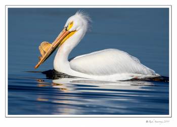 Pelican 2 copy.jpg